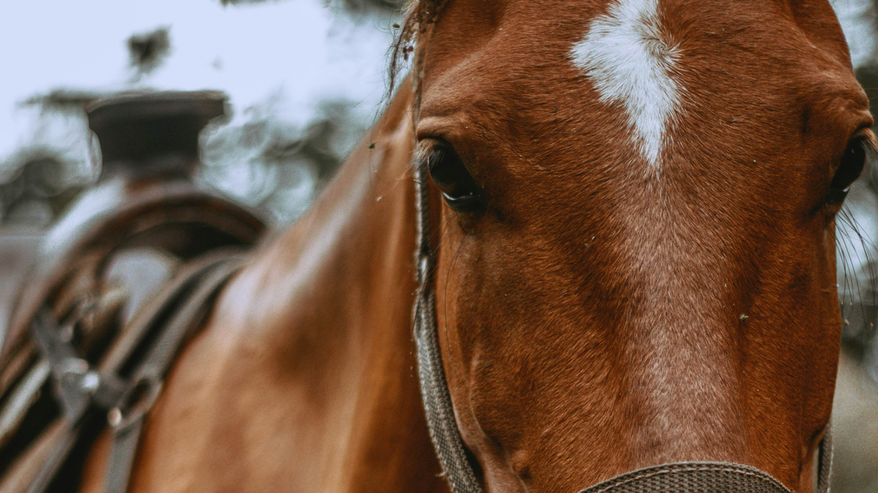 Hard Numbers: Trade war whips horse industry, Canada cuts rates, Egg prices keep climbing, US scraps river talks, New registration rules, Wisconsin tot reports ice cream emergency