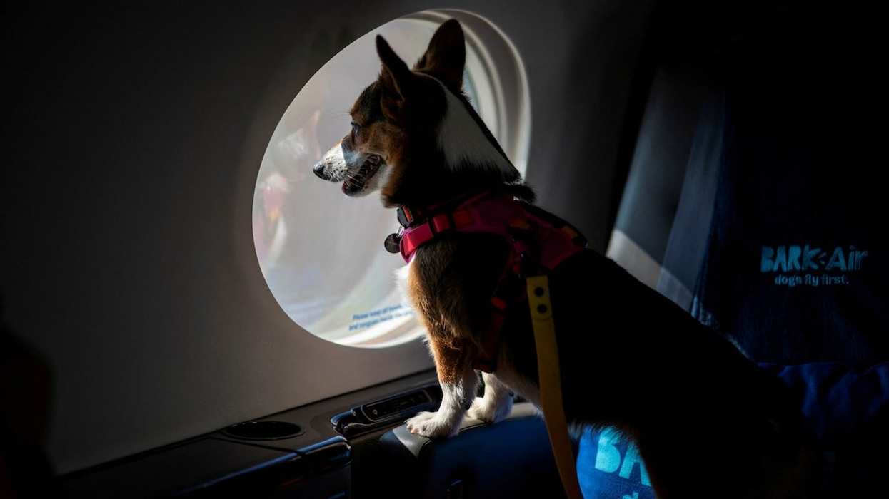A dog looks out from a plane’s window during a press event introducing Bark Air, an airline for dogs, at Republic Airport in East Farmingdale, New York, May 21, 2024. The new airline will transport dogs of all sizes and their people "in comfort and in style," according to its CEO Matt Meeker.
