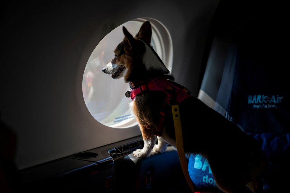 A dog looks out from a plane’s window during a press event introducing Bark Air, an airline for dogs, at Republic Airport in East Farmingdale, New York, May 21, 2024. The new airline will transport dogs of all sizes and their people "in comfort and in style," according to its CEO Matt Meeker.