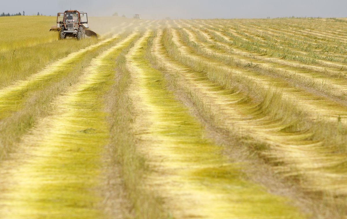 A farm worker harvests flax in Russia.