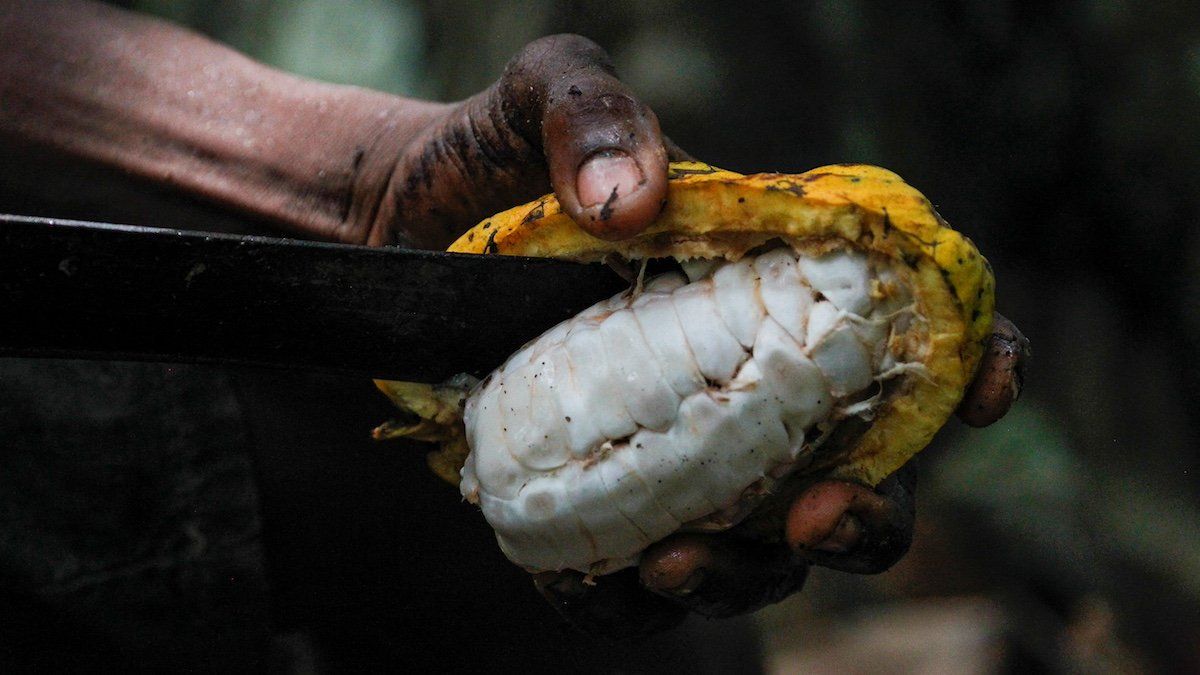 ​A farmer opens a cocoa pod at a cocoa farm in Azaguie, Ivory Coast, October 22, 2019. Picture taken October 22, 2019. 