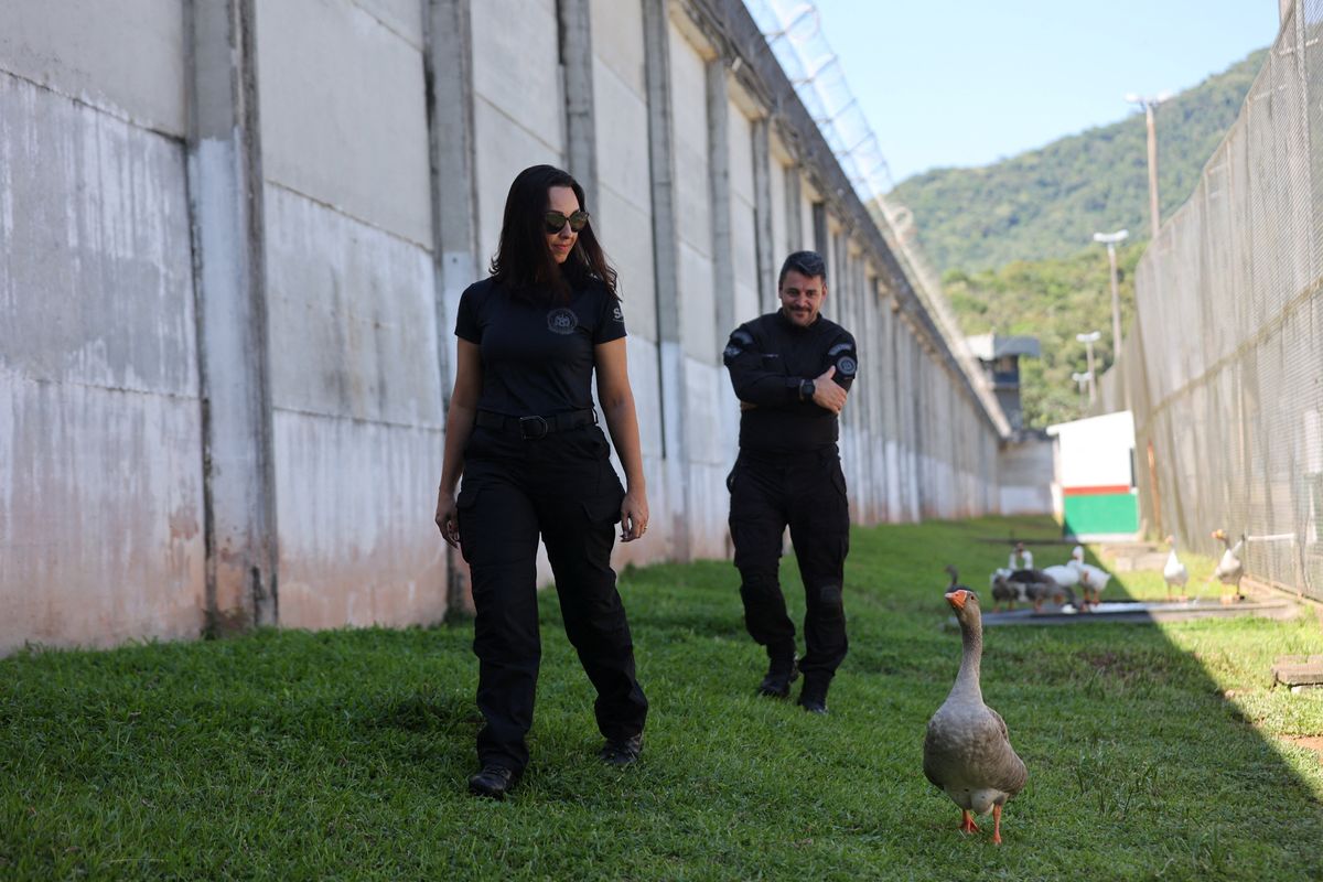 A goose named Piu-Piu walks near security agents while helping vigilance patrols around the Penitentiary Complex near Florianopolis, Santa Catarina State, Brazil December 15, 2023. 