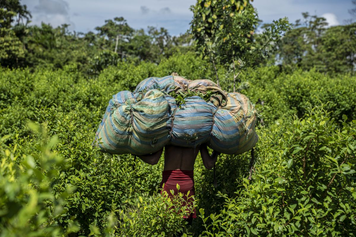 A harvester carries coca leaves on his back in a coca plantation.