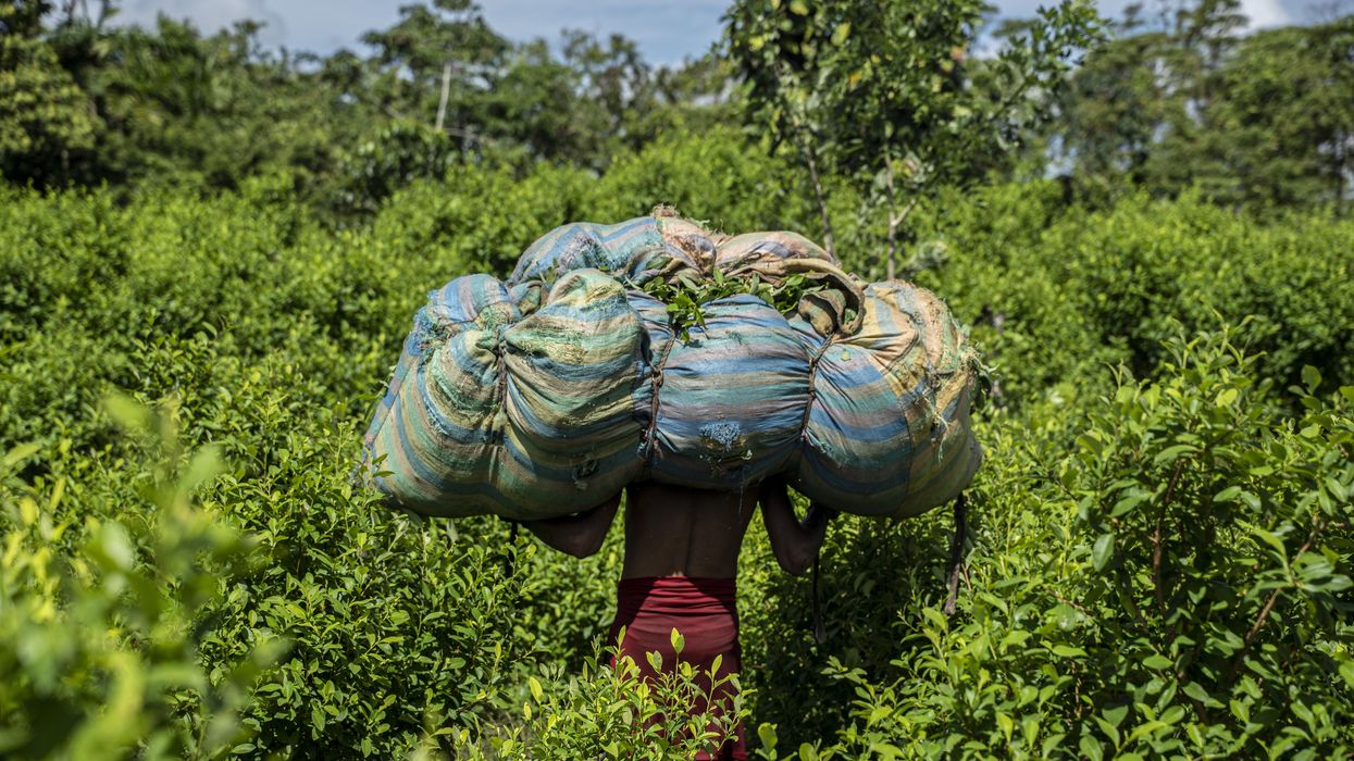 A harvester carries coca leaves on his back in a coca plantation.