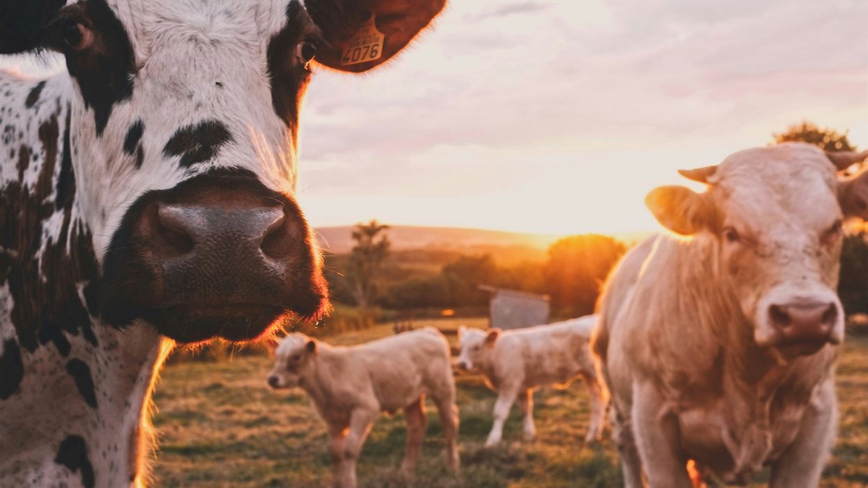 A herd of cows standing on top of a lush green field.