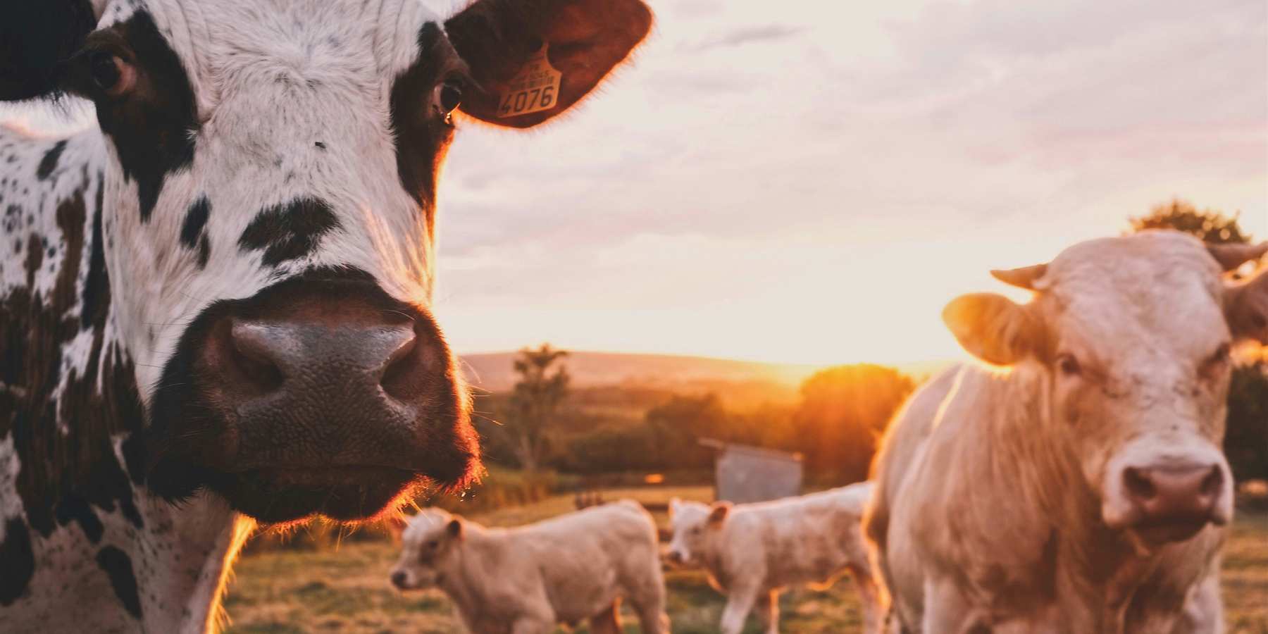 A herd of cows standing on top of a lush green field.