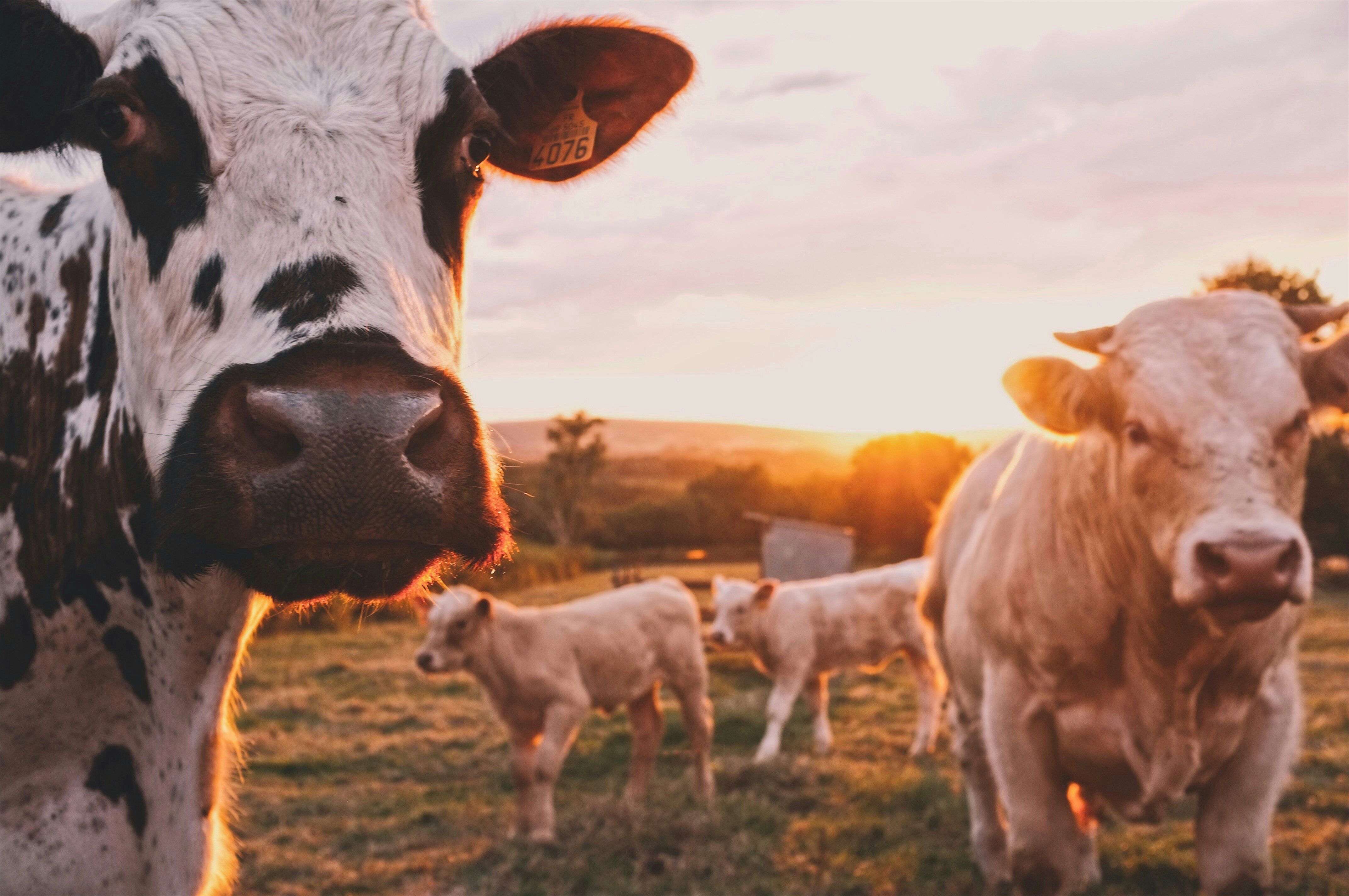 A herd of cows standing on top of a lush green field.