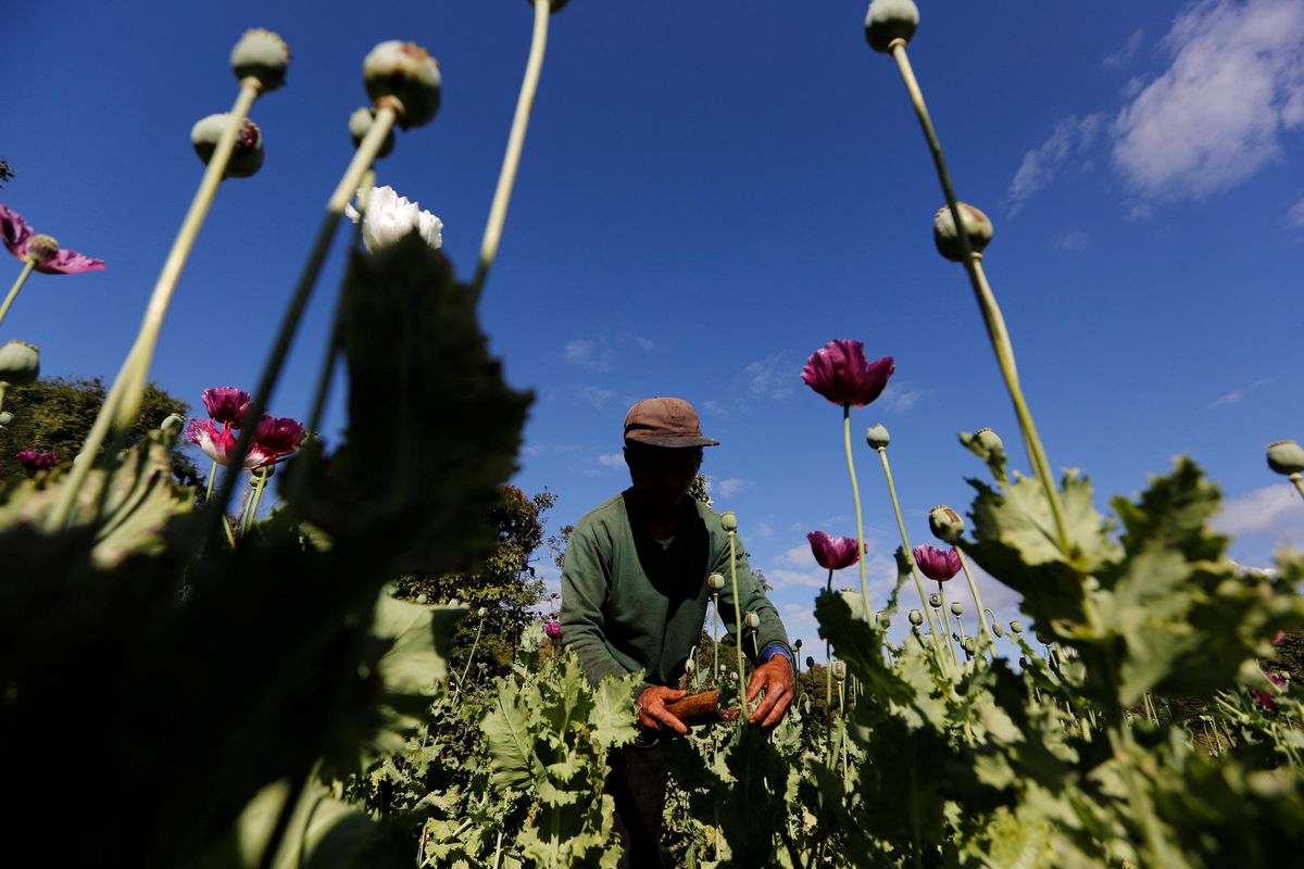 A man harvests opium in a field outside Loikaw, Myanmar.