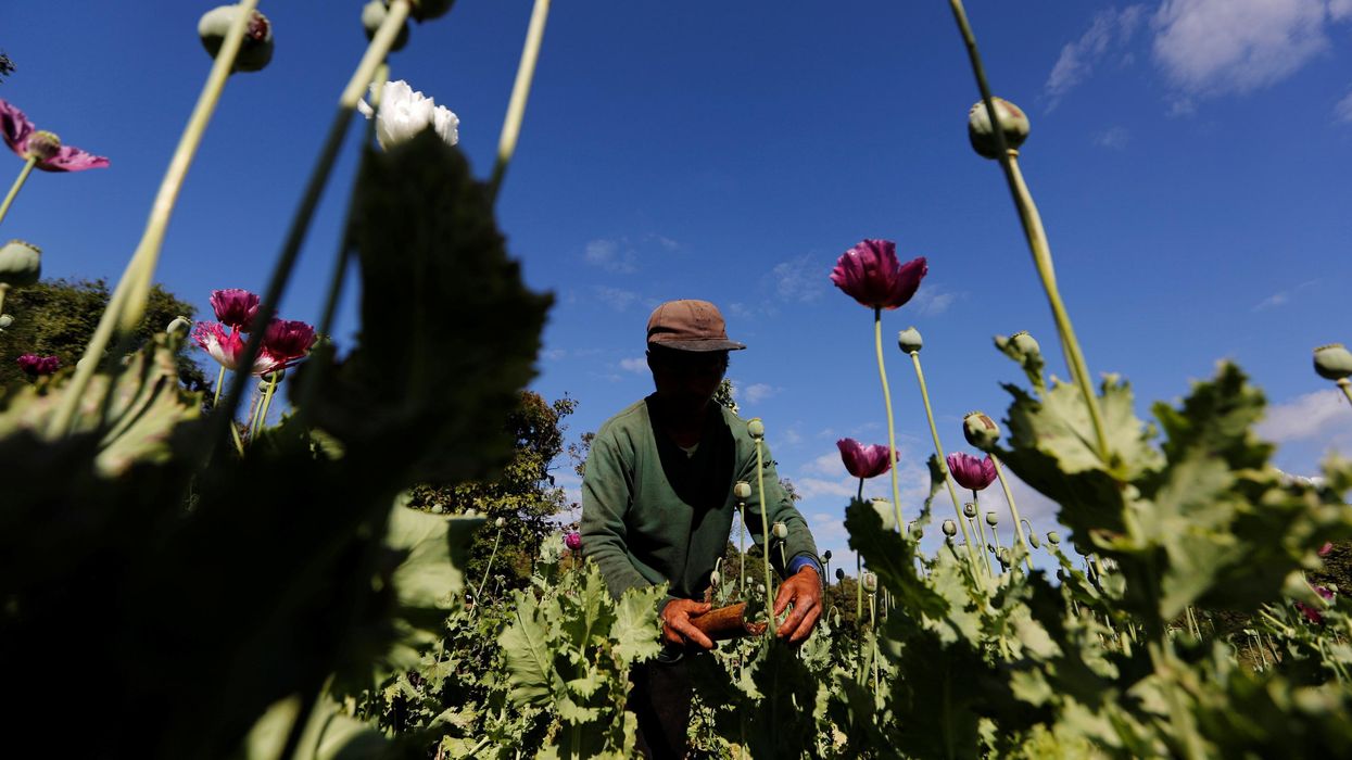 A man harvests opium in a field outside Loikaw, Myanmar.