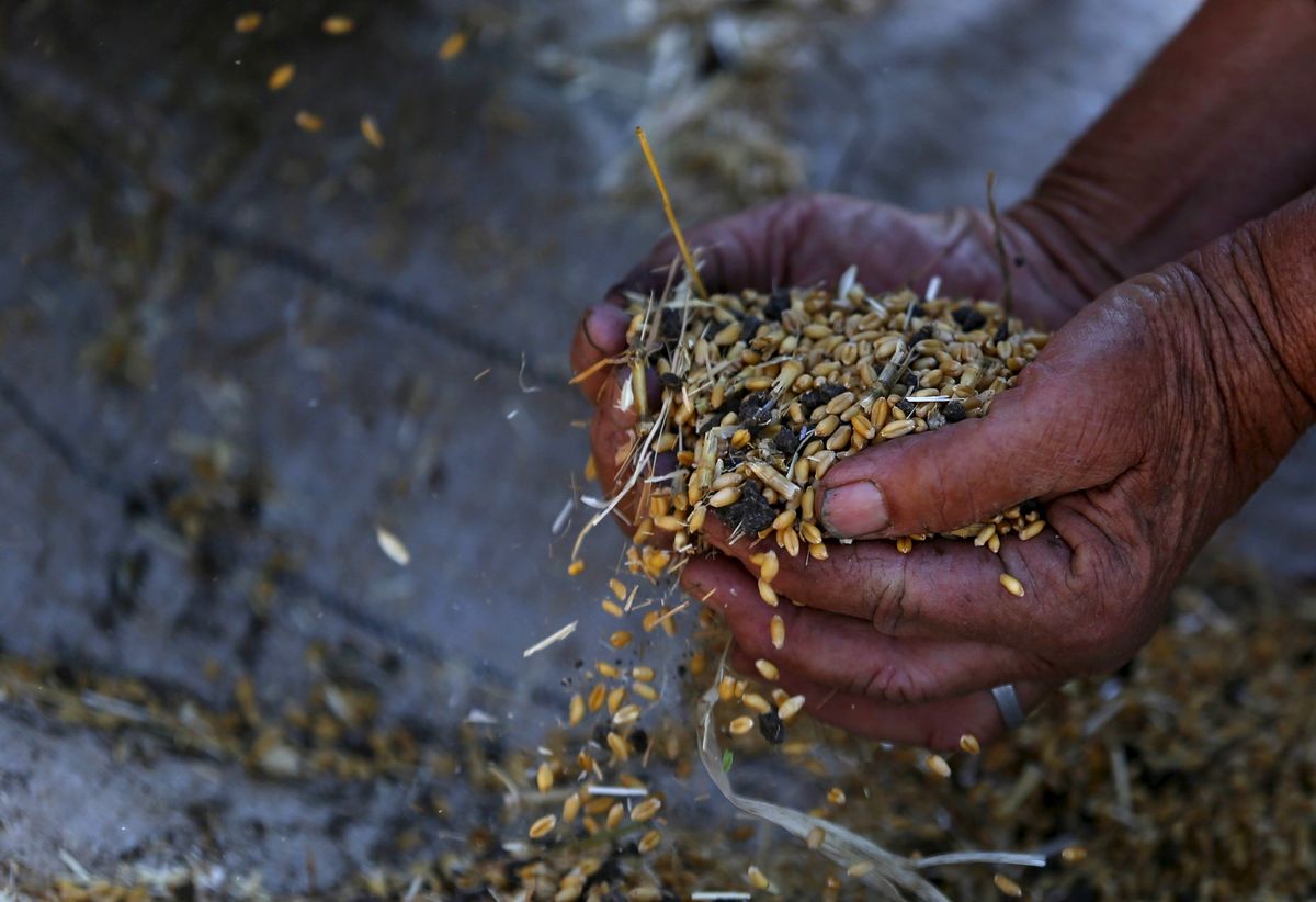 A man holds wheat grains during harvest in Qaha, El-Kalubia governorate, northeast of Cairo, Egypt. 