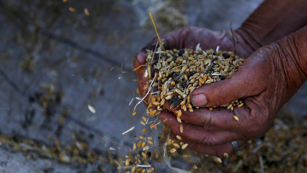 A man holds wheat grains during harvest in Qaha, El-Kalubia governorate, northeast of Cairo, Egypt.