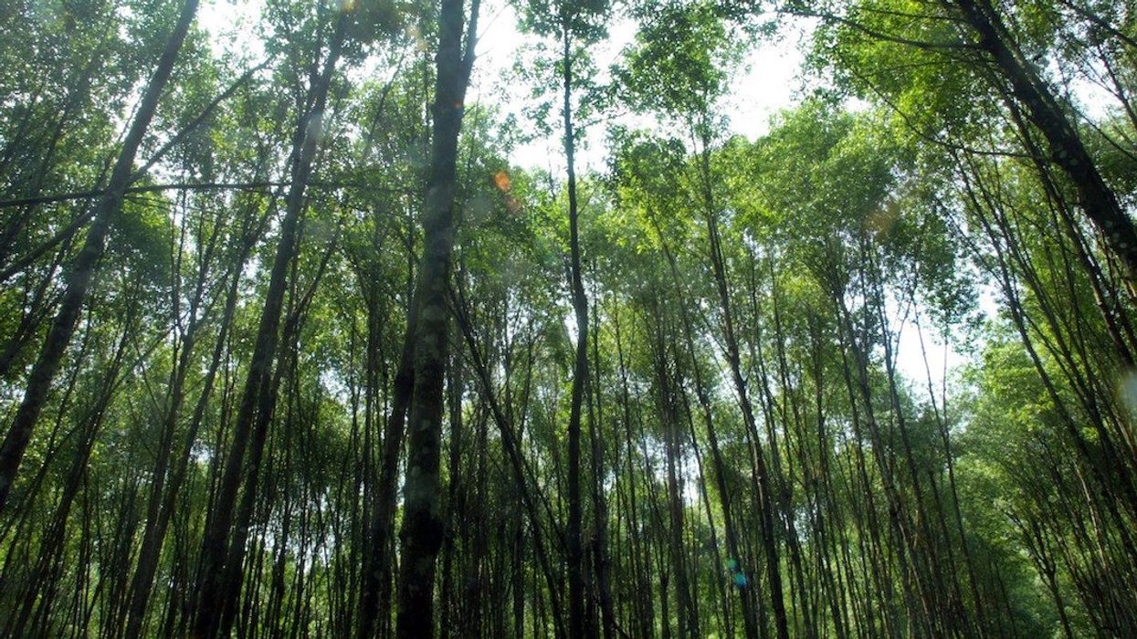A mangrove forest is seen in Matang in Malaysia's northern state of Perak. Forty tons of mangrove wood are loaded into the kiln and it takes 26 to 30 days to produce 10 tons of charcoal. The village industry is more than 70-years-old and the end product is an expensive high grade charcoal, most of which is exported to Japan where charcoal is valued as a water filter and moisture absorbant. The mangrove forests in Matang have been sustainably managed for 100 years and a 30-year rotational system allows the mangrove to regenerate naturally. Picture taken July 29, 2003