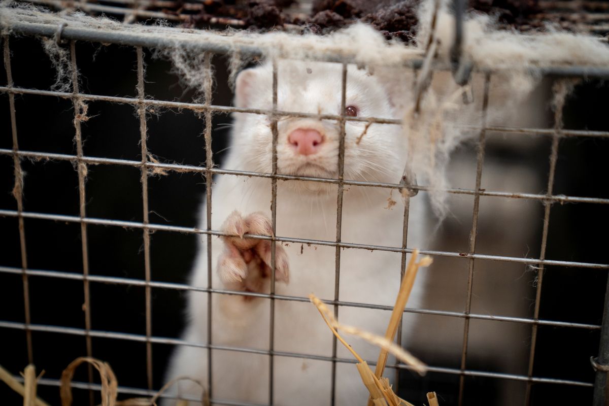 A mink at a Danish farm.