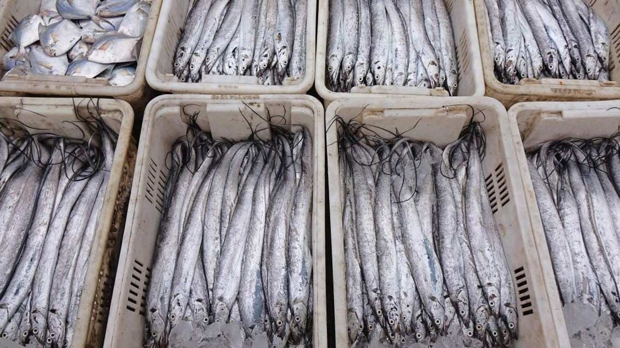 A photo taken on September 14, 2024, shows seafood at Jimiya fishing port in Qingdao, China, on September 14, 2024. On September 20, 2024, China and Japan reach a consensus on the issue of the discharge of contaminated water from the Fukushima Daiichi nuclear power plant, and China states that it will gradually resume the import of Japanese aquatic products that meet the regulations.