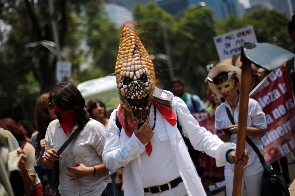 A protester wears a mask in the shape of corn during an anti-GMO rally in Mexico City.