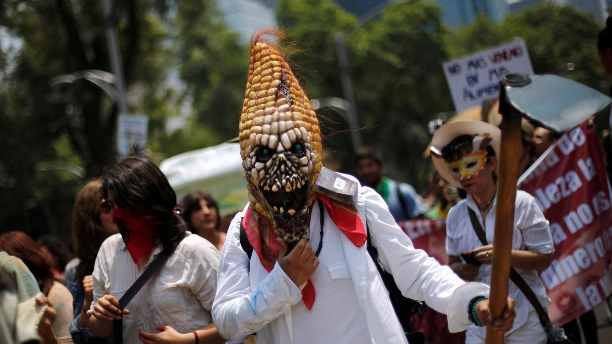 A protester wears a mask in the shape of corn during an anti-GMO rally in Mexico City.