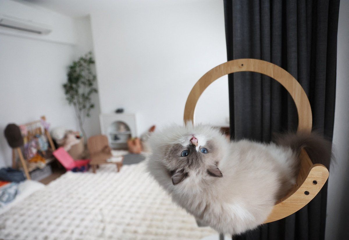 A Ragdoll cat named Mooncake sits in a cat tree in a Housing and Development Board (HDB) flat in Singapore December 19, 2023. 