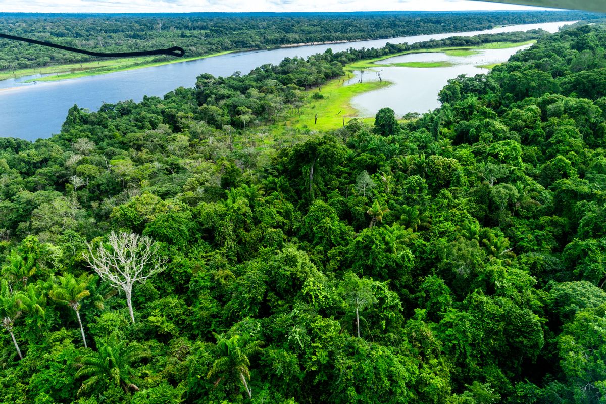 A river flows through the Amazon rainforest.