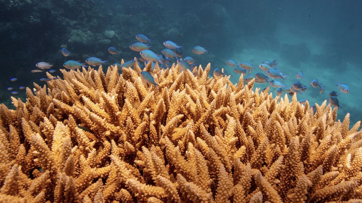 A school of fish swim above a staghorn (Acropora cervicornis) coral colony as it grows on the Great Barrier Reef off the coast of Cairns, Australia October 25, 2019.