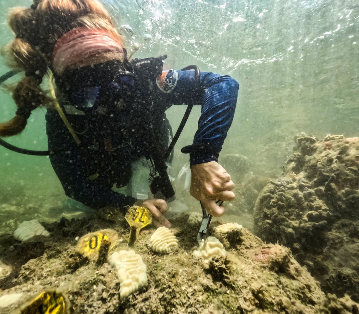A scientists grabbles samples of beached corals near Miami, Florida.