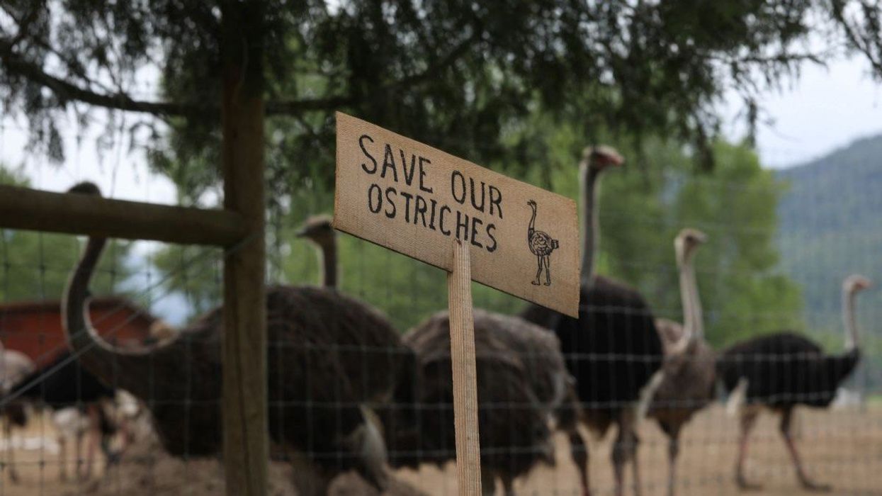 A sign calling for the protection of ostriches at the Universal Ostrich Farms is displayed in Edgewood, B.C., Canada, on May 17, 2025.
