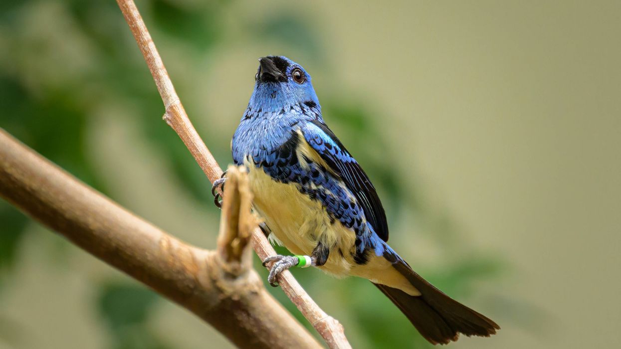 A Turquoise Tanager sitting on a branch.