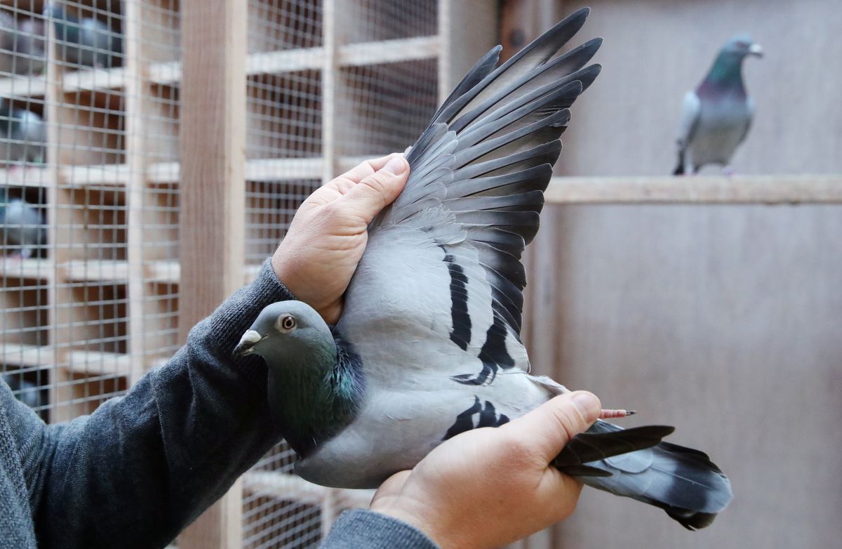 A two-year old female pigeon named New Kim, that will set a new world record price, is seen in Knesselare