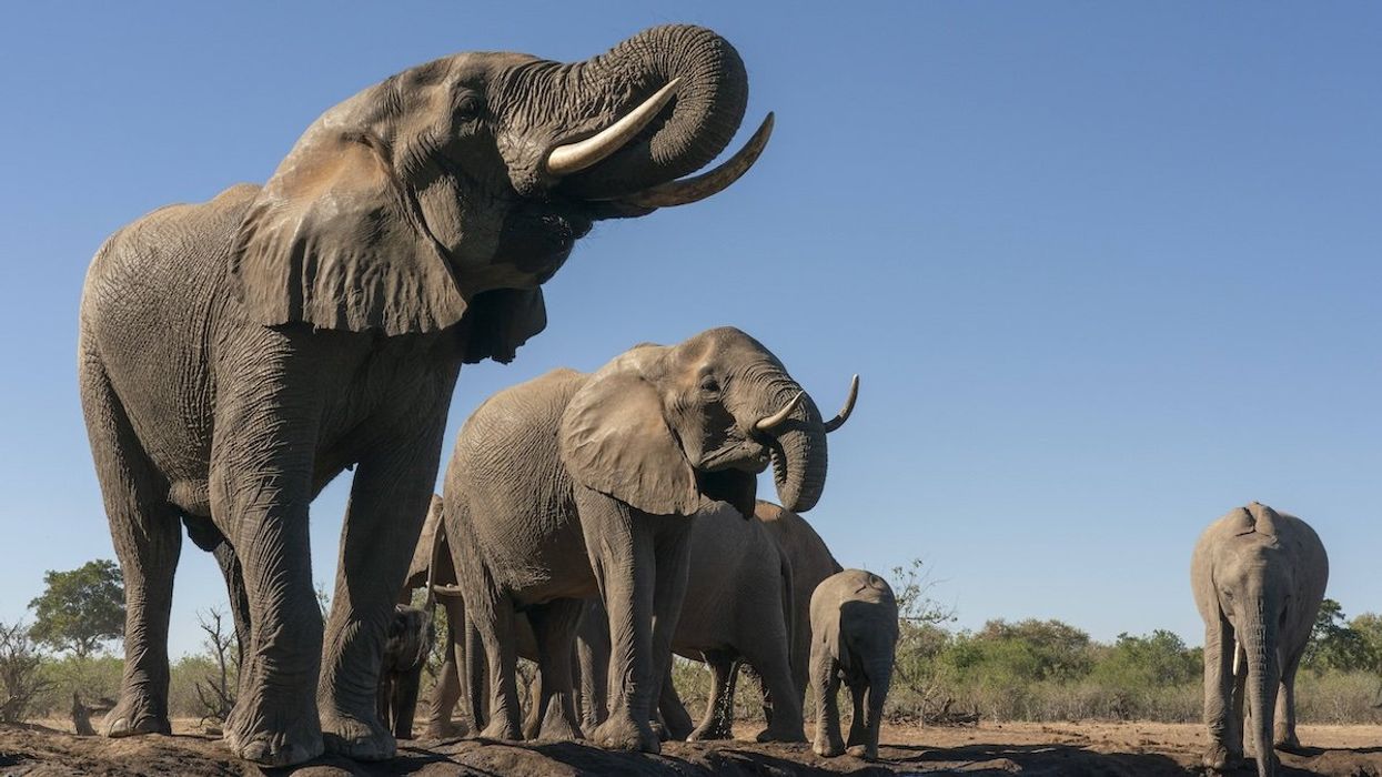 African elephants drinking at waterhole in Mashatu Game Reserve, Botswana.
