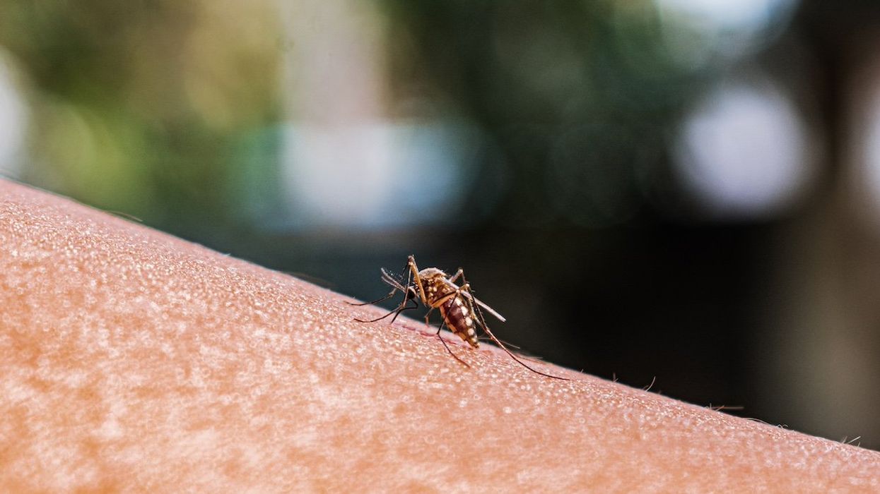 An adult female Anopheles mosquito bites a human body to begin its blood meal at Tehatta, West Bengal; India on 24/02/2023.