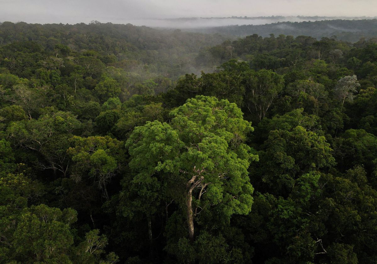 An aerial view shows trees as the sun rises at the Amazon rainforest in Manaus, Amazonas State, Brazil. 