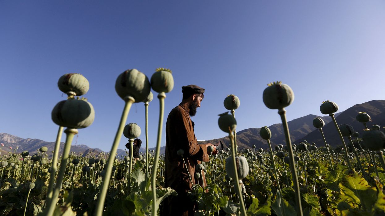 An Afghan man works in a poppy field in Nangarhar province in 2016.