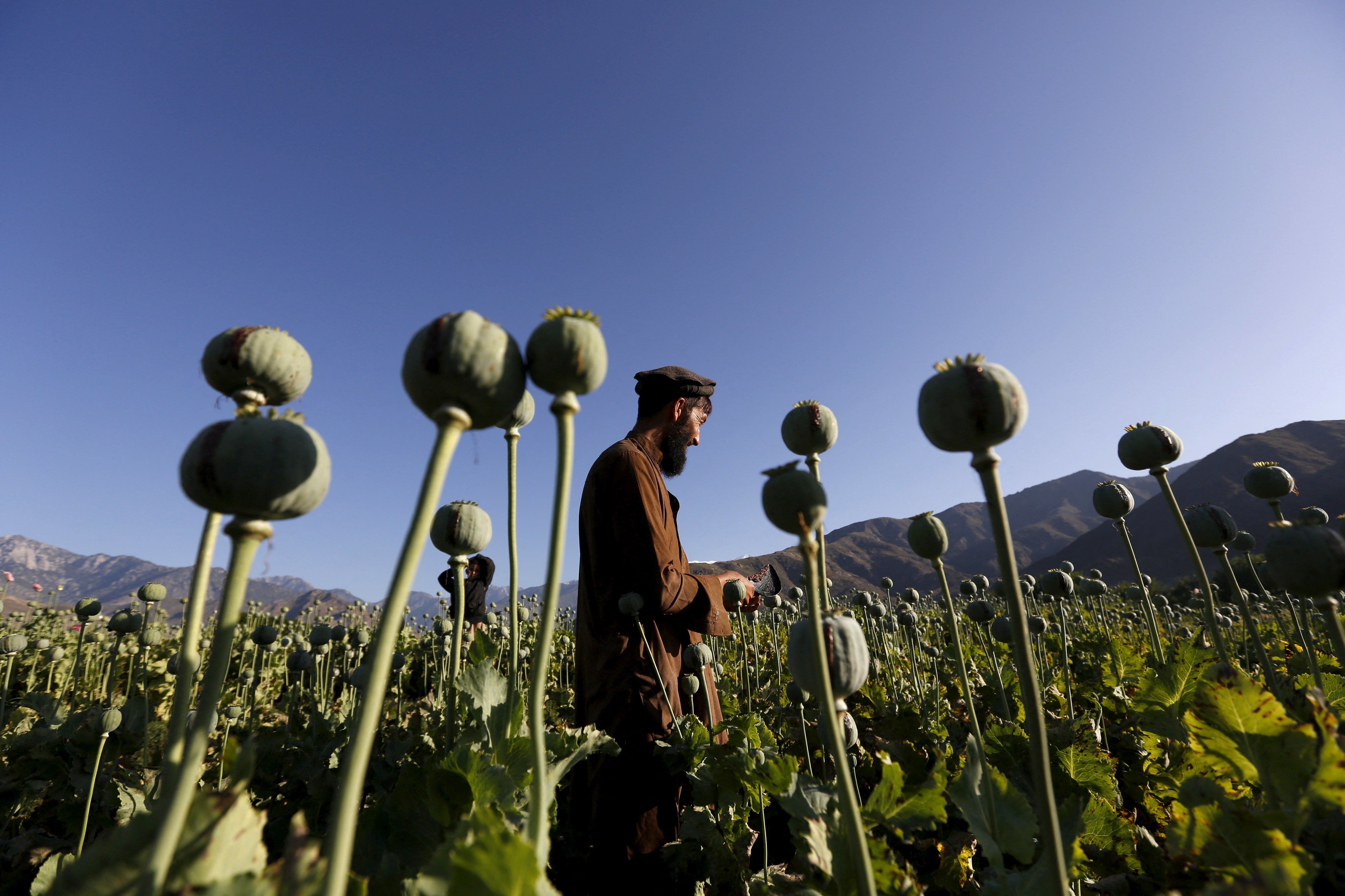 An Afghan man works in a poppy field in Nangarhar province in 2016.