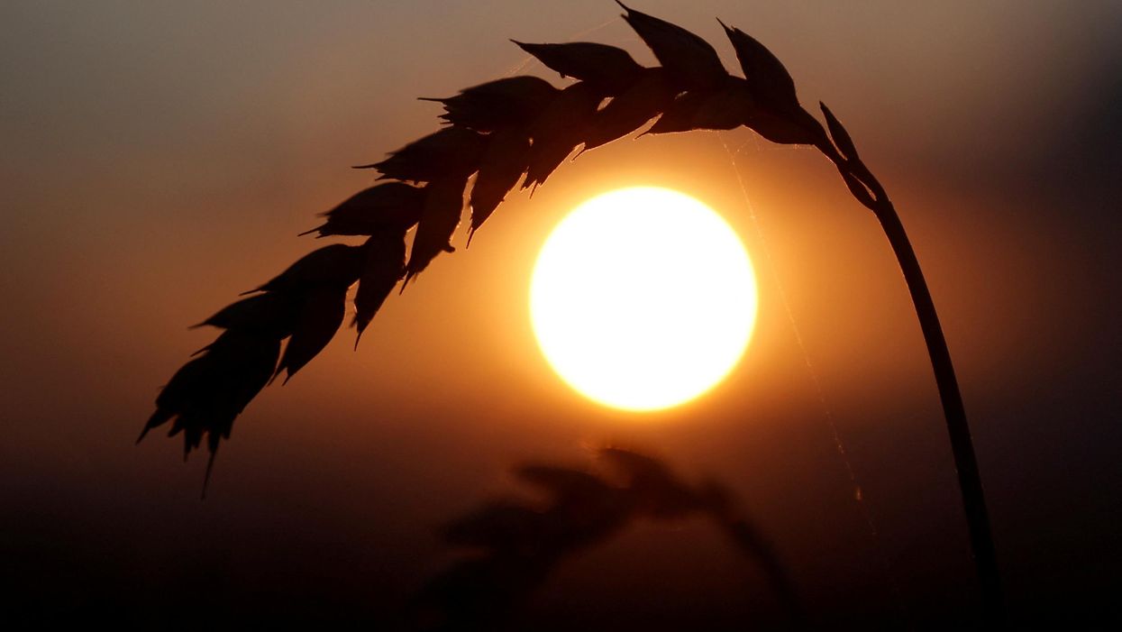 Will Putin eat the world’s bread?