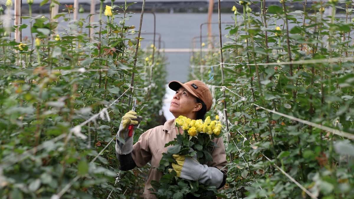 ​An employee cuts flowers inside a greenhouse, ahead of Valentine's Day, at Ayura Flowers, in Sopo, Colombia February 3, 2026. 