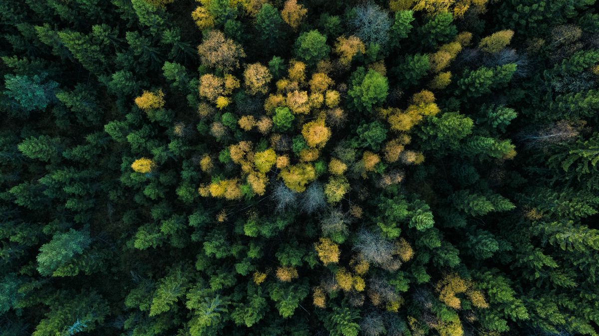 Bird's eye view of a forest of trees
