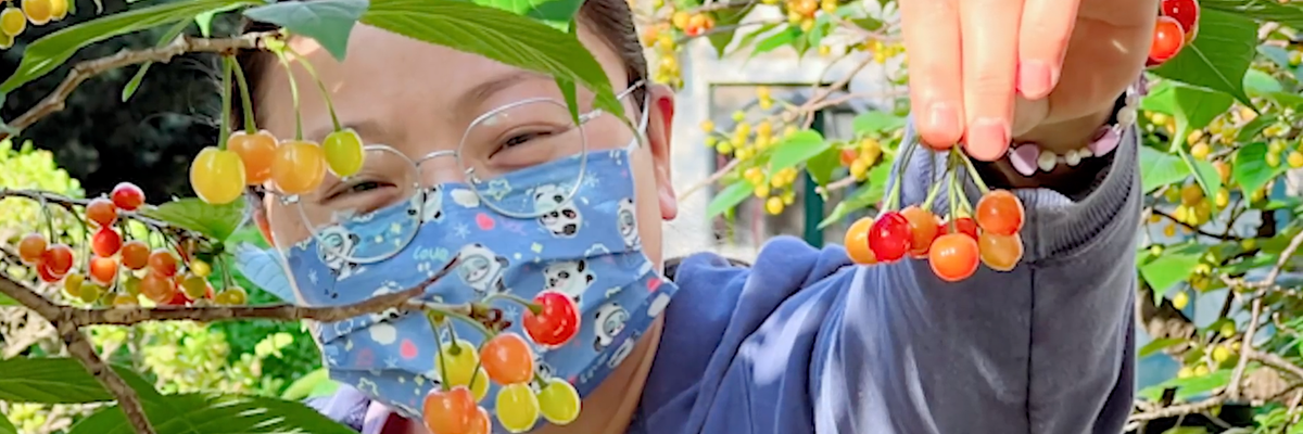 Birdsong and stolen cherries: Lockdown life in Shanghai