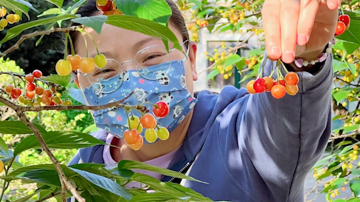 Birdsong and stolen cherries: Lockdown life in Shanghai