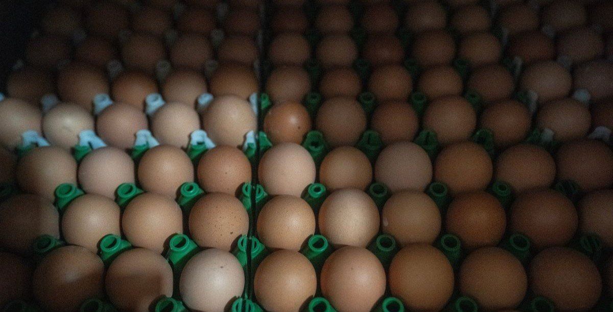 ​Chicken eggs are showing in an incubator Tuesday, March 18, 2025 at Sunnyside Hatchery in Beaver Dam, Wisconsin. They will be in the incubator for 21 days. 