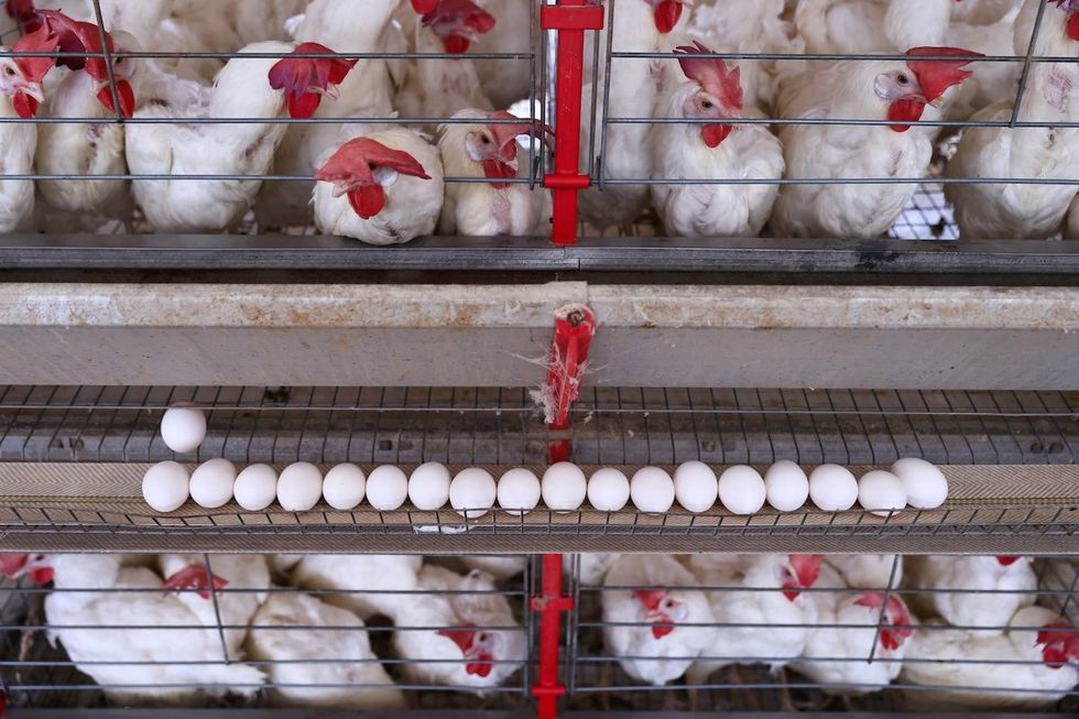 HARD NUMBERS: US prices rise less than expected, Investors bet on European weapons, ICE runs out of jails, Brazil’s egg exports boom