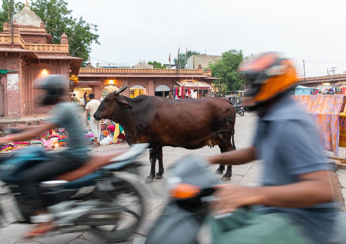 Cow standing in the middle of the street in the traffic of motorbikes, Rajasthan, Jodhpur, India.