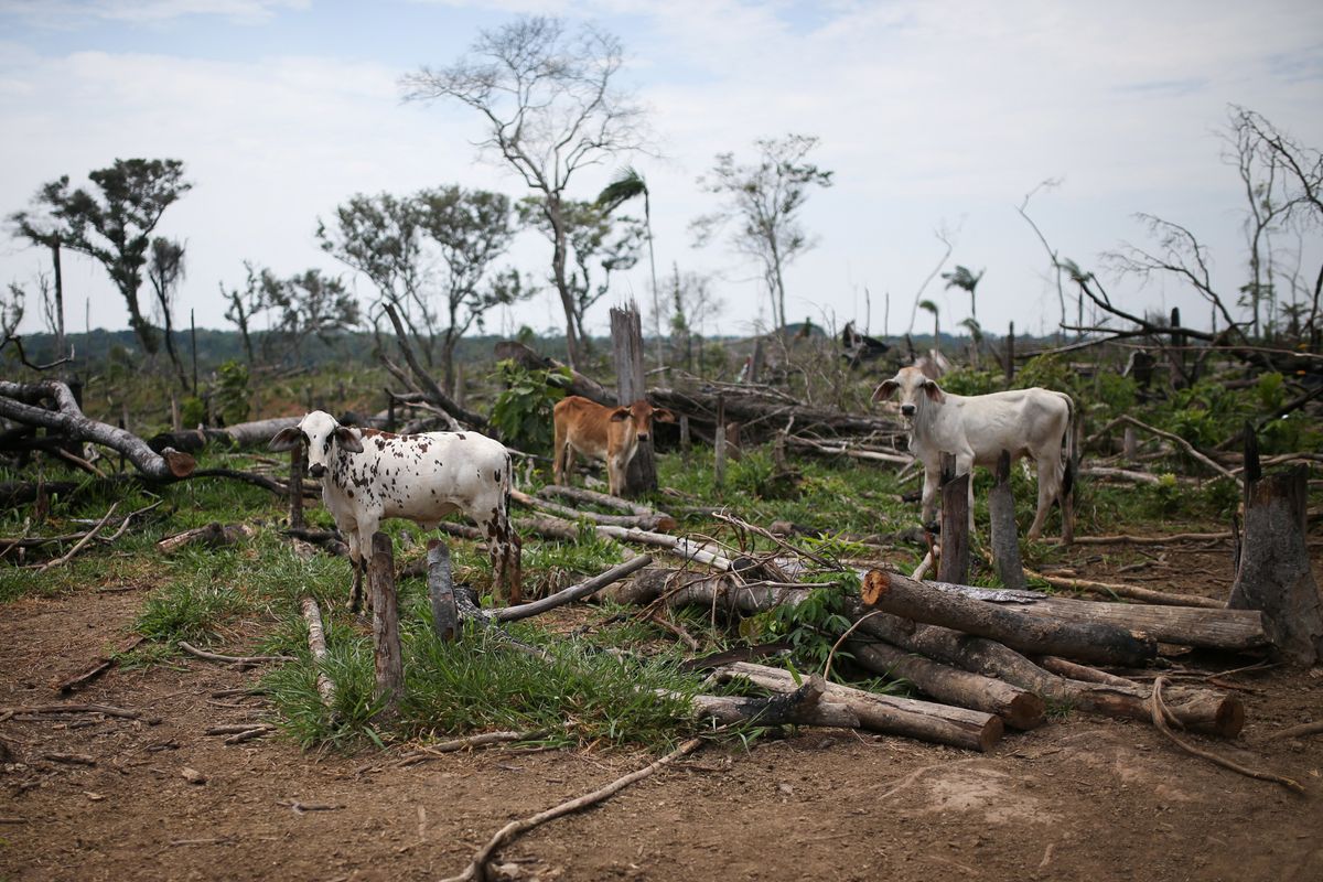 Cows graze in a deforested pasture on the Yari plains, in Caqueta, Colombia March 3, 2021. Picture taken March 3, 2021. 