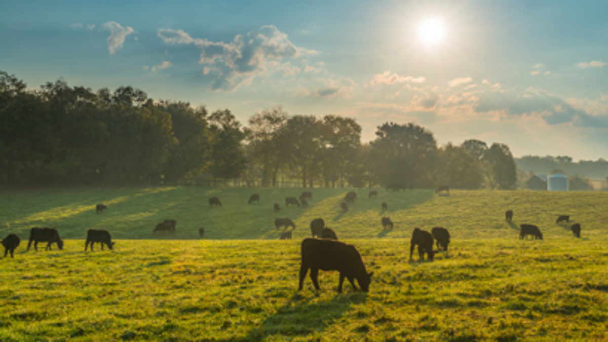 Cows grazing in the countryside: Walmart sets goal to become regenerative company