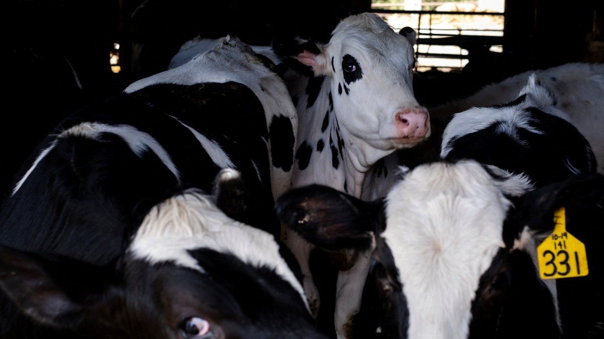 Dairy farmer Brent Pollard's cows stand in their pen at a cattle farm in Rockford, Illinois, U.S., April 9, 2024.
