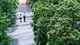 People walk on a tree-lined path