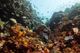 Fish swim above a coral reef in the Red Sea offshore of the King Abdullah University of Science and Technology (KAUST) near the city of Jeddah, Saudi Arabia, December 17, 2019.