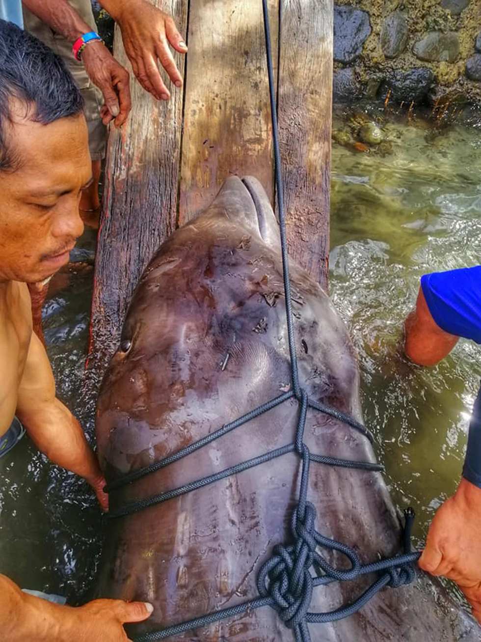40kg of plastic found in whale that starved to death