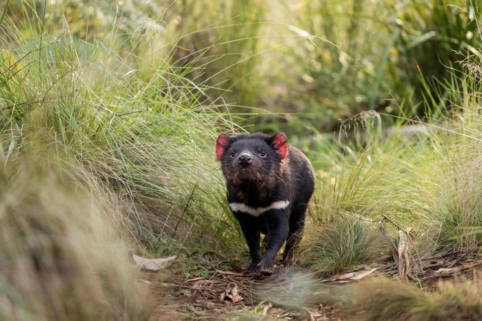 'Like wolves to Yellowstone': Tasmanian devils released on Australian mainland