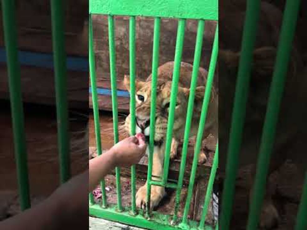 Saving Bandung's zoo from a grim fate