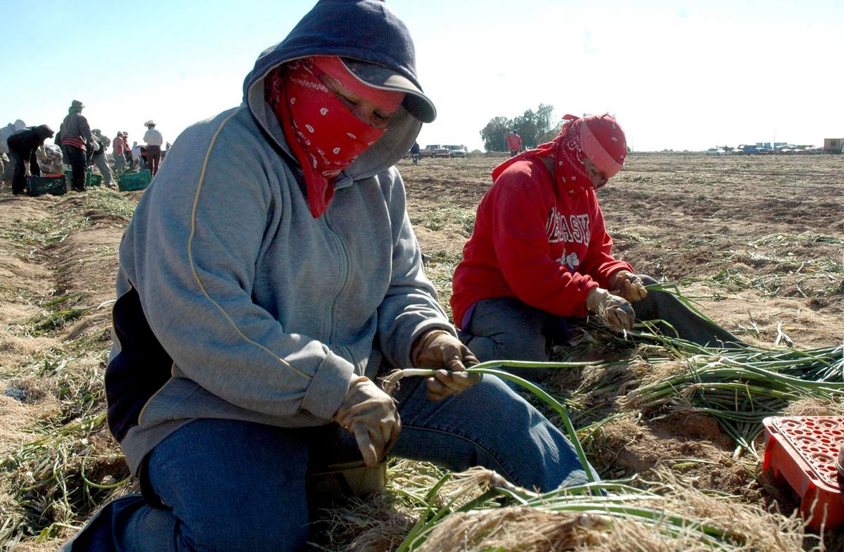 Farmers in Mexicali