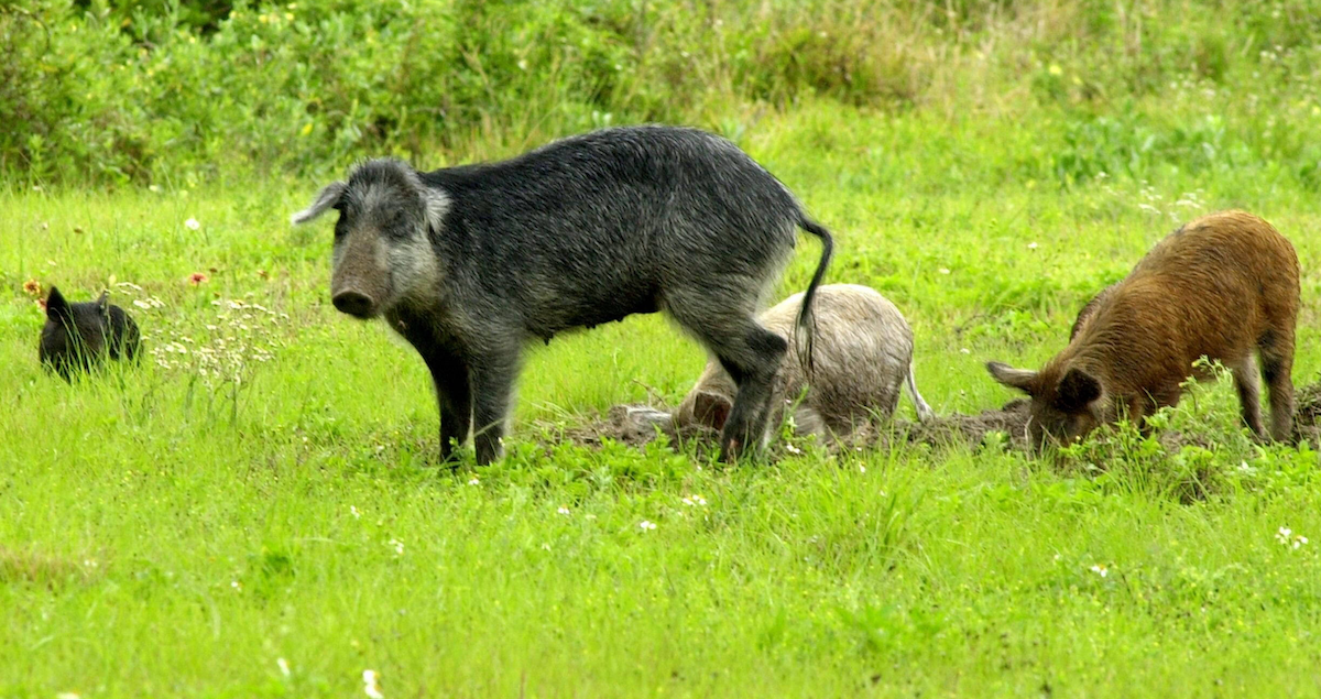Feral pigs, like these shown in Florida, are alarmingly growing in number in Canada. 